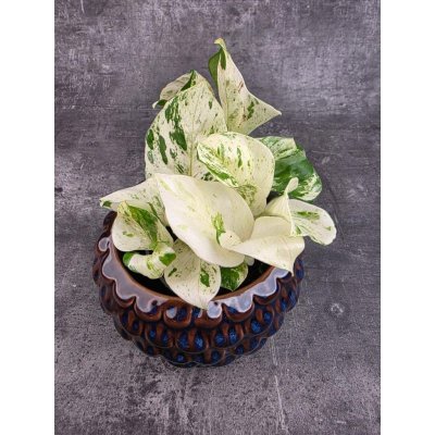 Epipremnum Pinnatum Happy Leaf 12 cm (Šplhavnice s bílozeleným žíháním) – Sleviste.cz