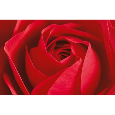W&G F680 Fototapety L´imporant cest la rose 175 x 115 cm