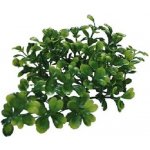 Lucky Reptile Horn Fern 40 cm – Zboží Mobilmania