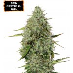Seedstockers BCN Critical XXL AUTO semena neobsahují THC 3 ks – Sleviste.cz