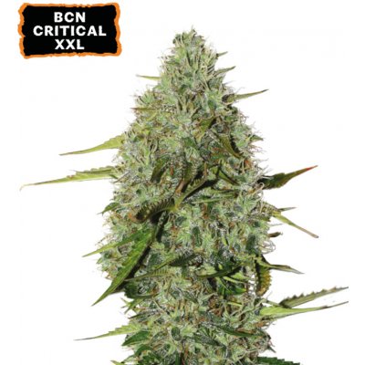 Seedstockers BCN Critical XXL AUTO semena neobsahují THC 3 ks – Sleviste.cz