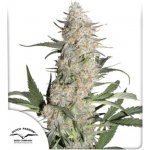 Dutch Passion Critical Orange Punch semena neobsahují THC 3 ks – Zboží Dáma