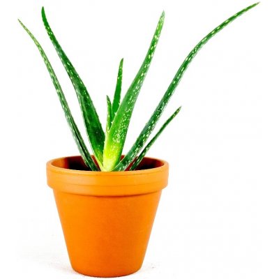 Gardners Aloe Vera, průměr 12 cm Aloe pravá – Zbozi.Blesk.cz