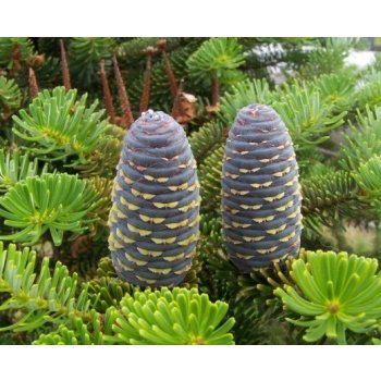 ABIES KOREANA NANA / JEDLE KOREJSKÁ