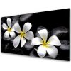Obraz akrylový obraz Květ Kameny Rostlina 100x50 cm