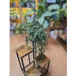 Ceropegia Linearis zelená Remi – Zboží Dáma