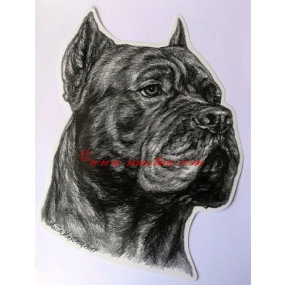 Samolepka cane corso c571 - Velká - přibližně A4 – Hledejceny.cz