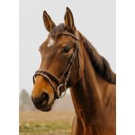 NORTON CLUB Strass V s anglickým nánosníkem havana – Hledejceny.cz