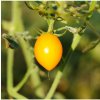 Rajče Lemon Plum - Solanum lycopersicum - semena rajčete - 6 ks