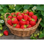 Jahodník Ostara v květináči – Zboží Dáma