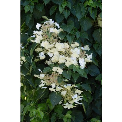 Hydrangea anomala petiolaris Prodejní velikost: 110/120, Velikost hrnku: 10 l – Zboží Dáma