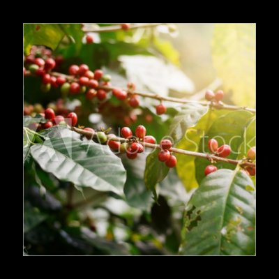 Skleněný obraz 1D - 50 x 50 cm - Fresh coffee beans on bunch trees. Čerstvá kávová zrna na parta. – Hledejceny.cz