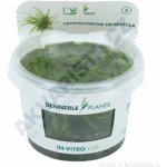 Cryptocoryne crispatula – Zboží Mobilmania