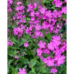 GREENBOSS FLOWER Silenka Průměr květináče: 9 až 12 cm – Hledejceny.cz