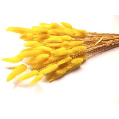Sušený lagurus (králičí ocásek) žlutý – Zboží Mobilmania