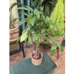 Pachira Aquatica, strom štěstí – Zboží Dáma