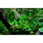Cryptocoryne wendtii Green – Sleviste.cz