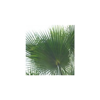 Listy palmy Washingtonia 100 - 120 cm – Zbozi.Blesk.cz