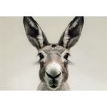 Pohlednice Oslík 2 – Zboží Dáma