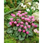 Brambořík podzimní 'Cyclamen cilicium' 1 ks – Zboží Dáma