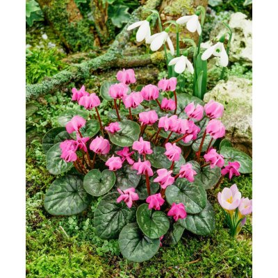 Brambořík podzimní 'Cyclamen cilicium' 1 ks – Zboží Dáma