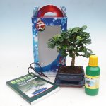e-bonsai Pokojová bonsai v dárkové krabičce Carmona microphylla - Čaj fuki – Hledejceny.cz