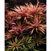Akvarijní rostlina I--Z Pogostemon stellata broadleaf Red