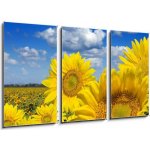 Obraz 3D třídílný - 90 x 50 cm - Some yellow sunflowers against a wide field and the blue sky Některé žluté slunečnice proti širokému poli a modré obloze