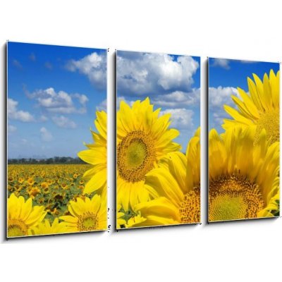 Obraz 3D třídílný - 90 x 50 cm - Some yellow sunflowers against a wide field and the blue sky Některé žluté slunečnice proti širokému poli a modré obloze