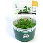 Ranunculus inundatus – Zboží Dáma