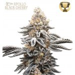 Seedstockers Apollo Black Cherry semena neobsahují THC 5 ks – Sleviste.cz