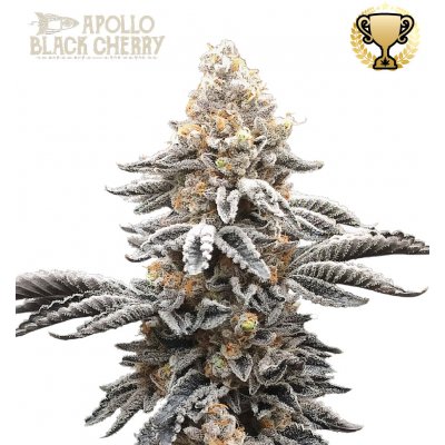 Seedstockers Apollo Black Cherry semena neobsahují THC 5 ks – Sleviste.cz