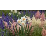 Narcis 'Abba ' 5 ks – Zboží Mobilmania