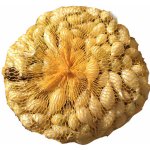 AgroBio Cibule sazečka Shakespeare 250 g – Zboží Dáma