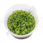 Micranthemum micranthemoides – Zboží Mobilmania