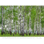 AG design FTS-1304 Papírová fototapeta Břízový les rozměry 360 x 254 cm – Hledejceny.cz