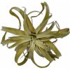 Květina Kykatka - Tilandsie zelená V30 cm