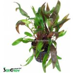 Cryptocoryne wendtii brown - Kryptokoryna Wendtova Brown – Sleviste.cz