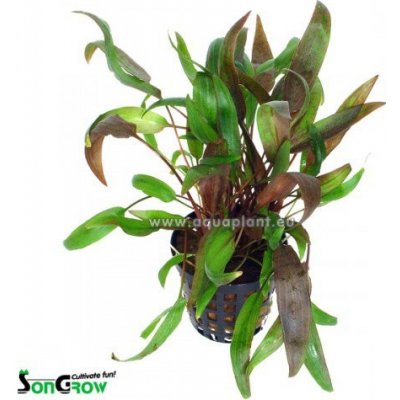 Cryptocoryne wendtii brown - Kryptokoryna Wendtova Brown