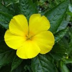 Bylinné kapky Damiana 50 ml – Hledejceny.cz