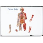Learning Resources Oboustranné magnetické lidské tělo – Zboží Mobilmania