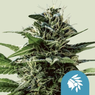 Royal Queen Seeds Tatanka Pure CBD semena neobsahují THC 3 ks – Zbozi.Blesk.cz