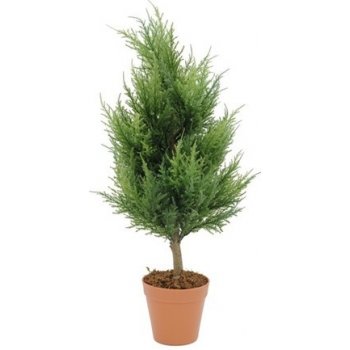 82606968 - Europalms Cypřiš 60 cm - 0