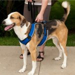 PetSafe Postroj EasySport – Zboží Mobilmania