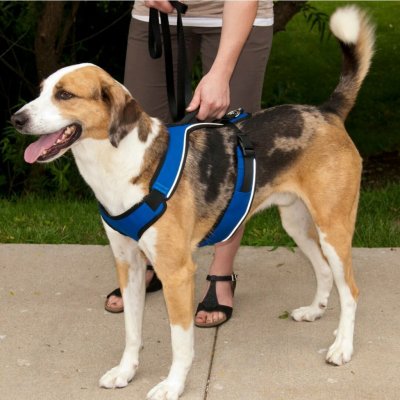 PetSafe Postroj EasySport – Zboží Mobilmania