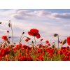 Tapety WEBLUX Fototapeta plátno Anzac Day memorial poppies. Field of red poppy flowers to honour fallen veterans soldiers in battle of Anzac armistice day. Wildflowers blooming 330 x 244 cm