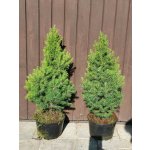 Smrk sivý "Conica" 40-60 cm - Picea glauca "Conica" – Hledejceny.cz