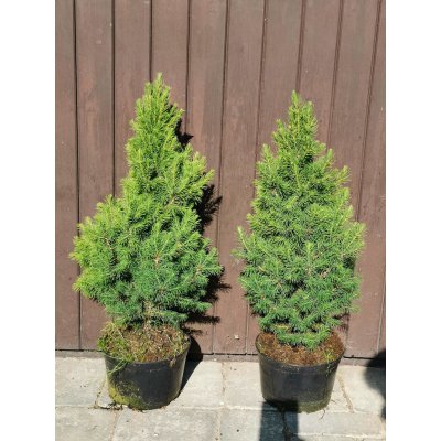 Smrk sivý "Conica" 40-60 cm - Picea glauca "Conica" – Hledejceny.cz