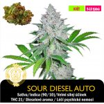 Drskunk Auto Og Kush Feminizováno semena neobsahují THC 1 ks – Zboží Dáma