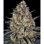 Barney's Farm LSD semena neobsahují THC 3 ks – Hledejceny.cz